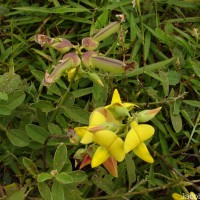 Crotalaria retusa L.